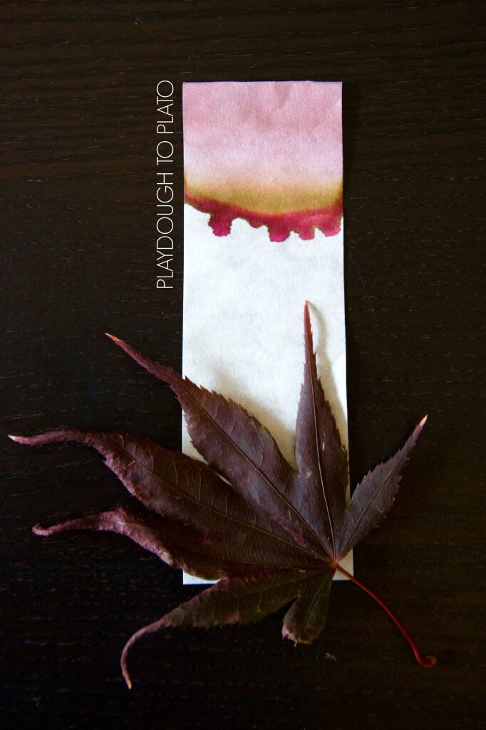 Awesome kids science experiment for fall! See how leaves make their brilliant fall colors.