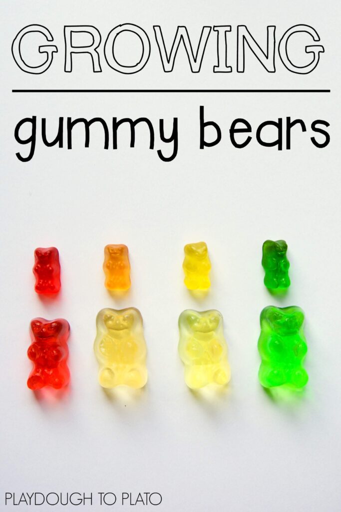Growing Gummy Bears! Awesome (and easy) science for kids.