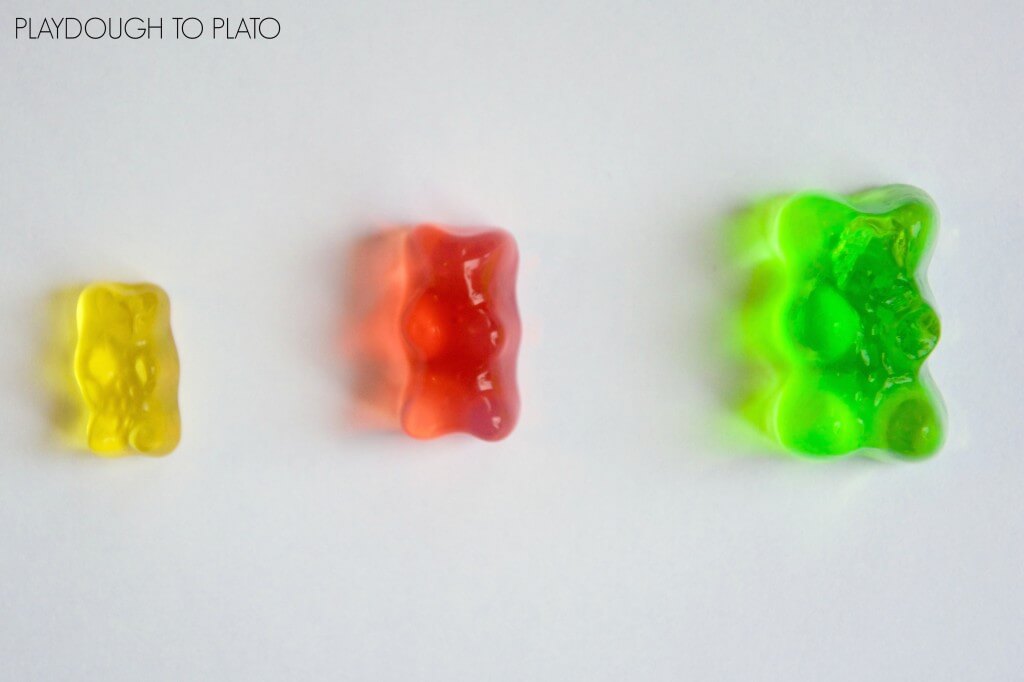 Growing Gummy Bears! Cool candy science experiment for kids.