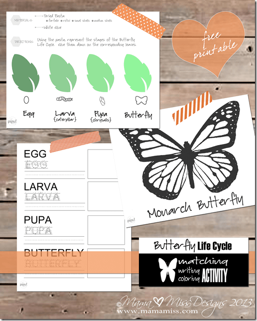 Butterfly Life Cycle by Mama Miss