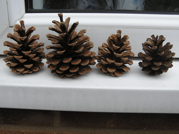 pinecone-weather-station