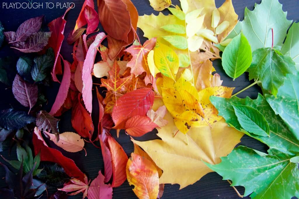 Gorgeous fall leaves for a chromatography science experiment. Such a fun fall activity for kids!