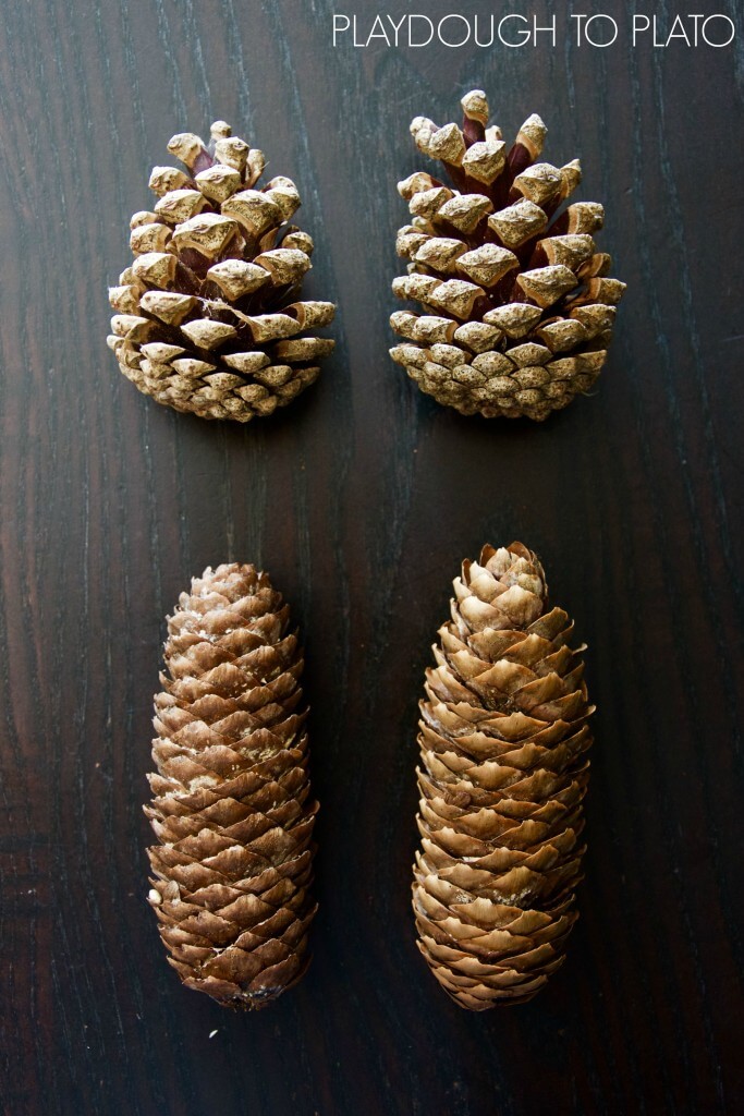 Simple pine cone science for kids. Perfect activities for fall!