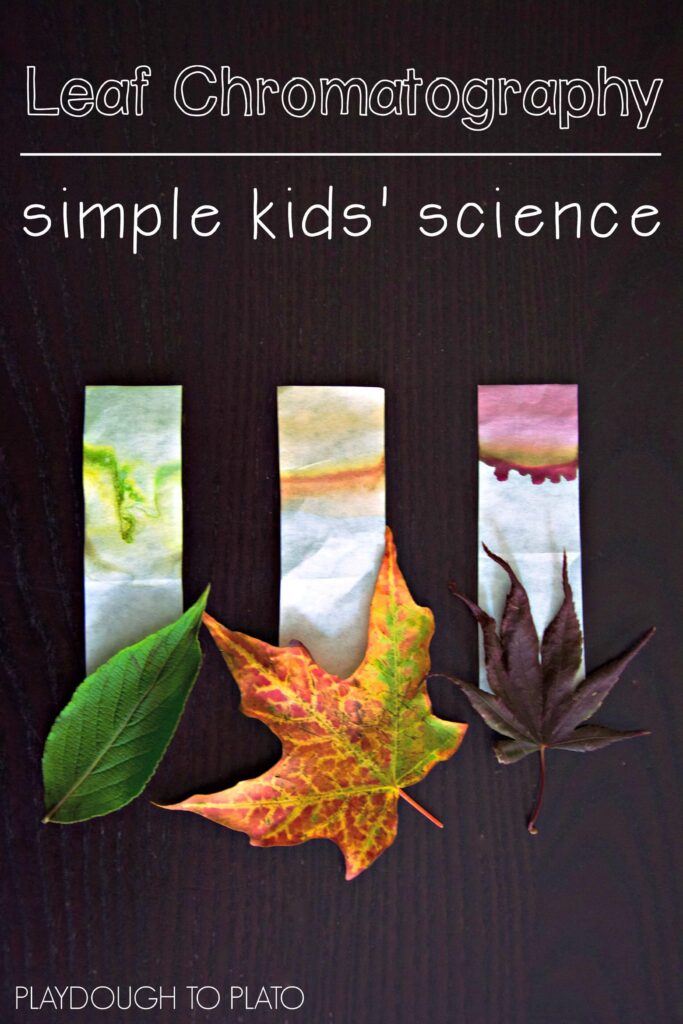 What an awesome kids' science experiment! Find the colors in fall leaves with some simple chromatography. Perfect fall activity for kids!