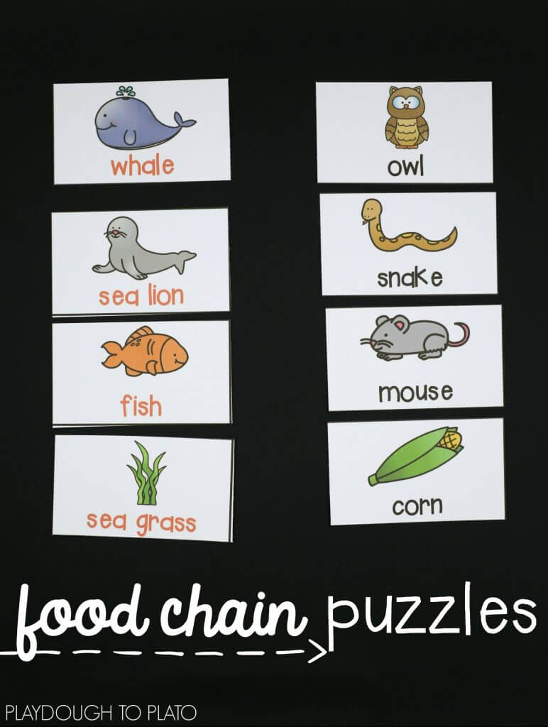 food-chain-puzzles