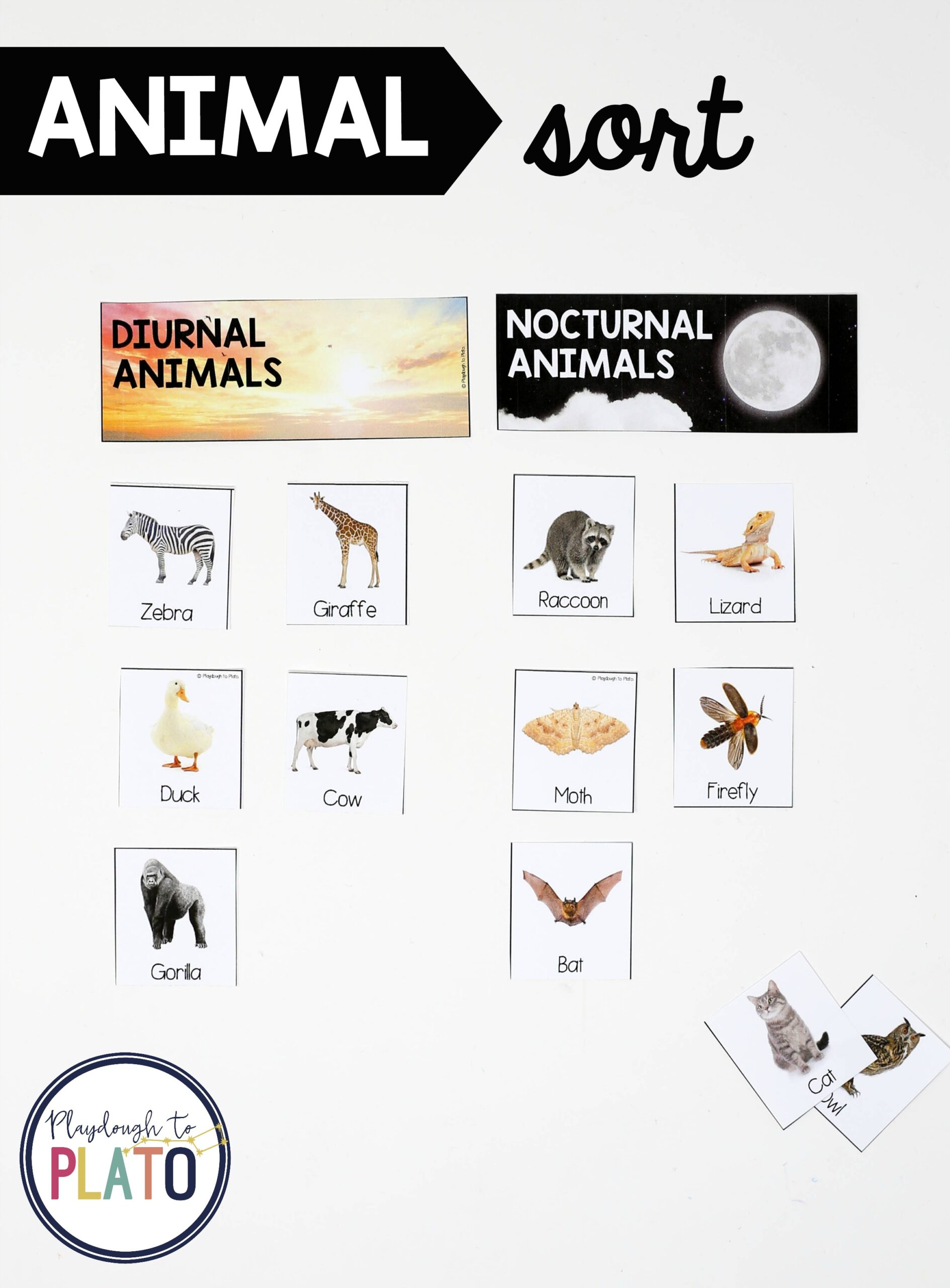 Bat Animal Study - Image 3