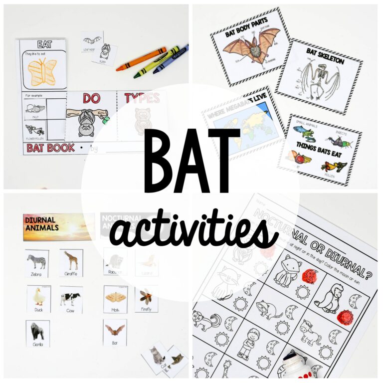 Bat Animal Study
