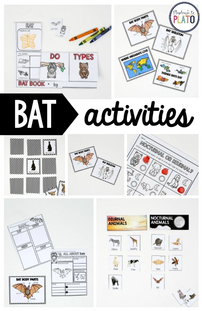 Bat Animal Study - Image 2