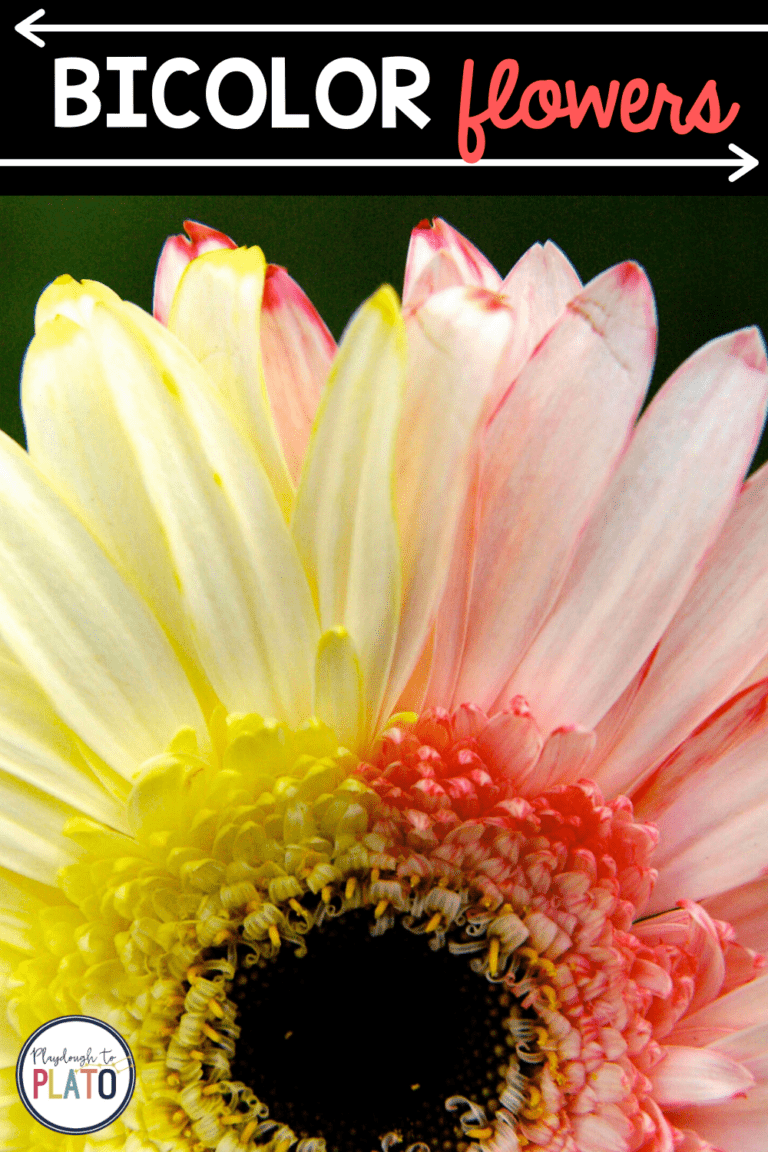 Bicolor Flowers Kids’ Science